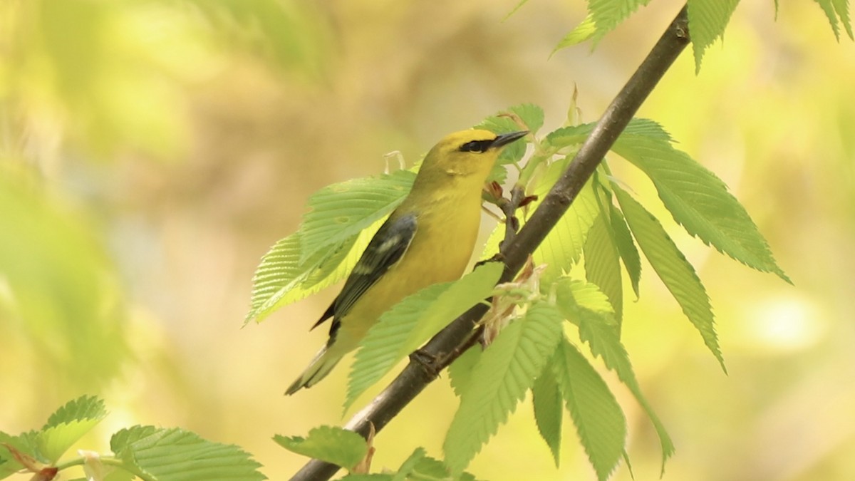 Blue-winged Warbler - Emily Gambone