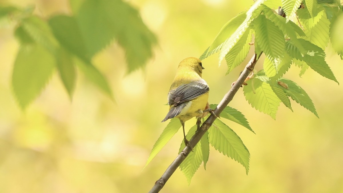 Blue-winged Warbler - Emily Gambone