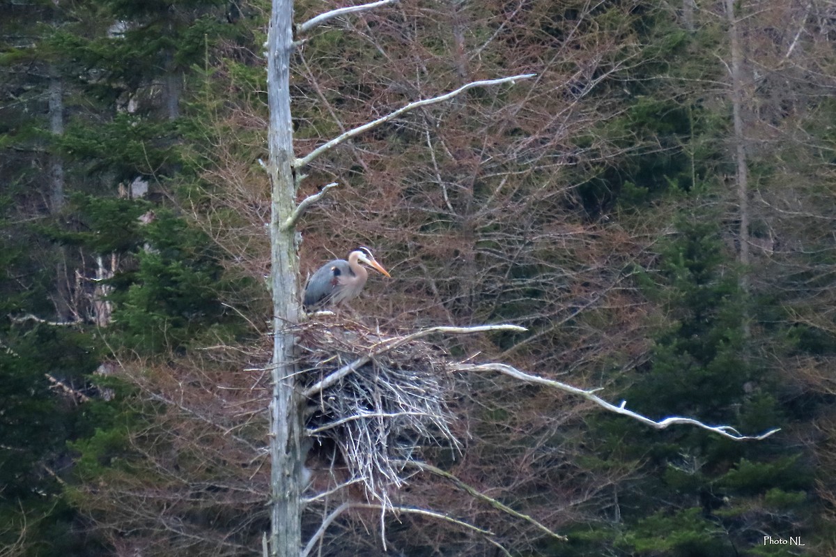 Great Blue Heron - Nathalie L. COHL 🕊