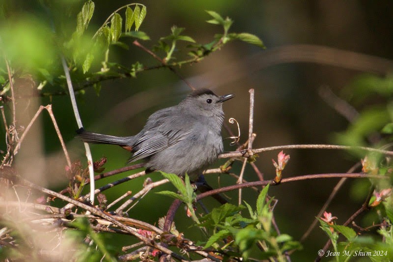 Gray Catbird - ML618127906
