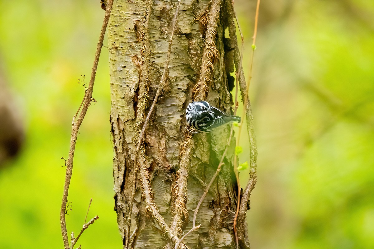 Black-and-white Warbler - Tony Gazso