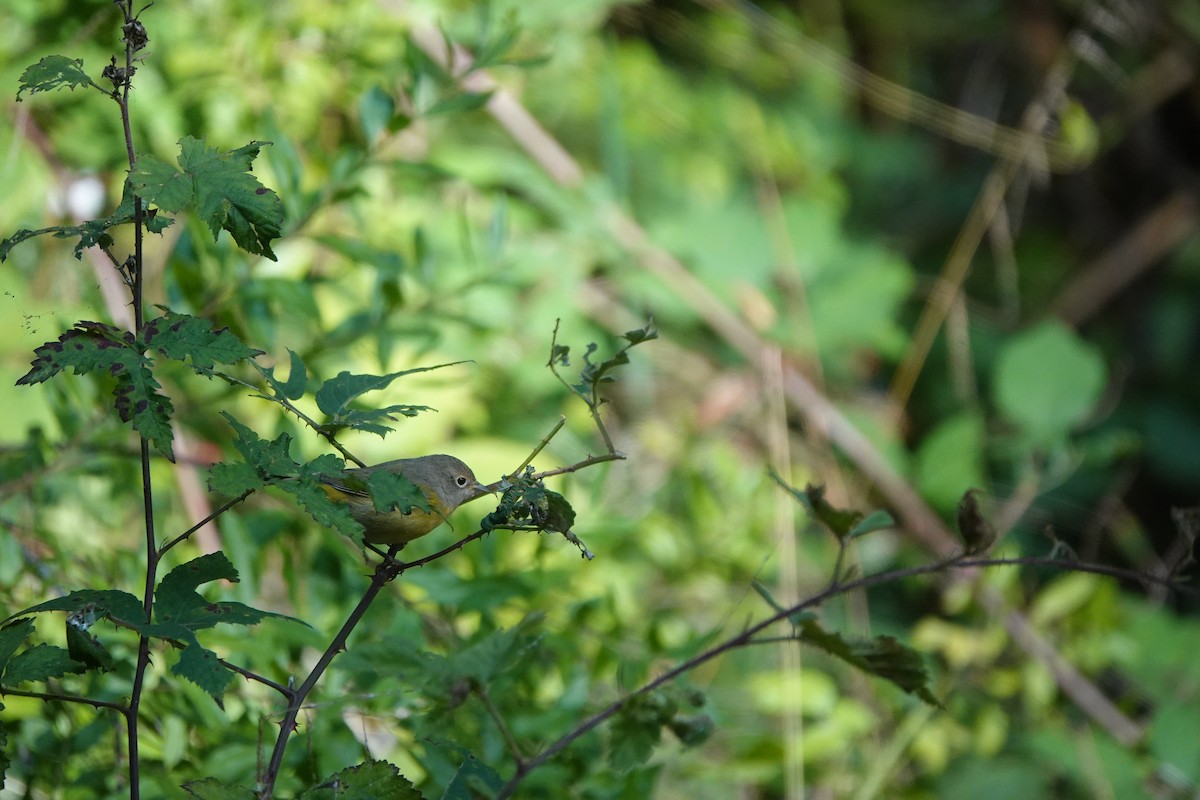 Nashville Warbler - Lisa Morehouse