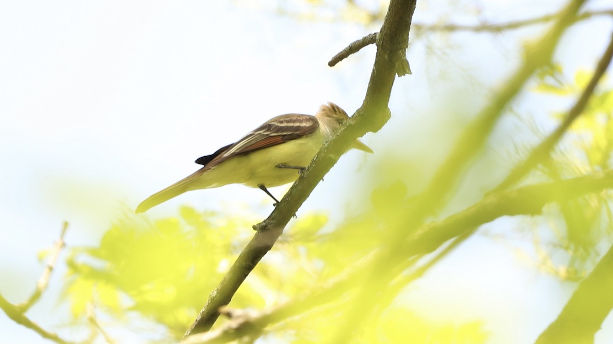 Great Crested Flycatcher - Emily Gambone