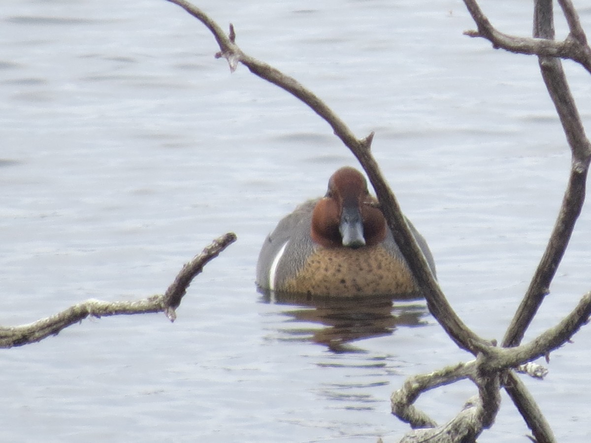 Green-winged Teal - ML618127928