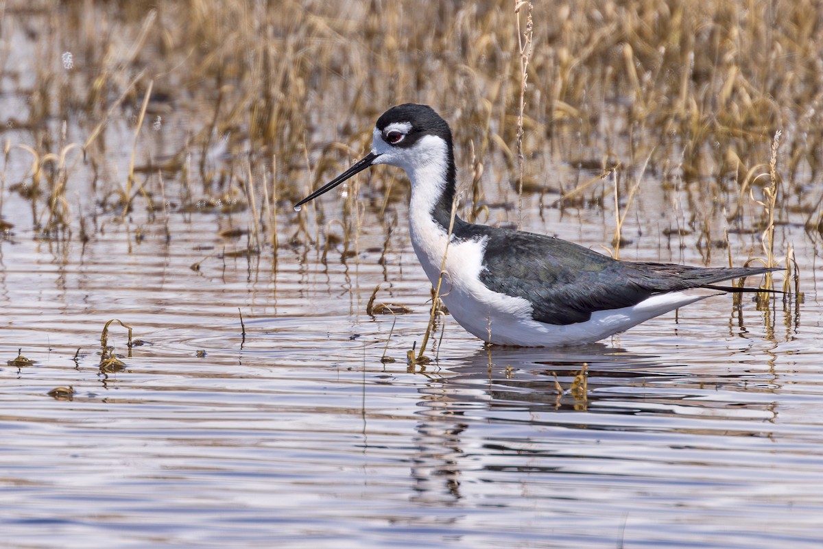 Black-necked Stilt - Lesley Tullis