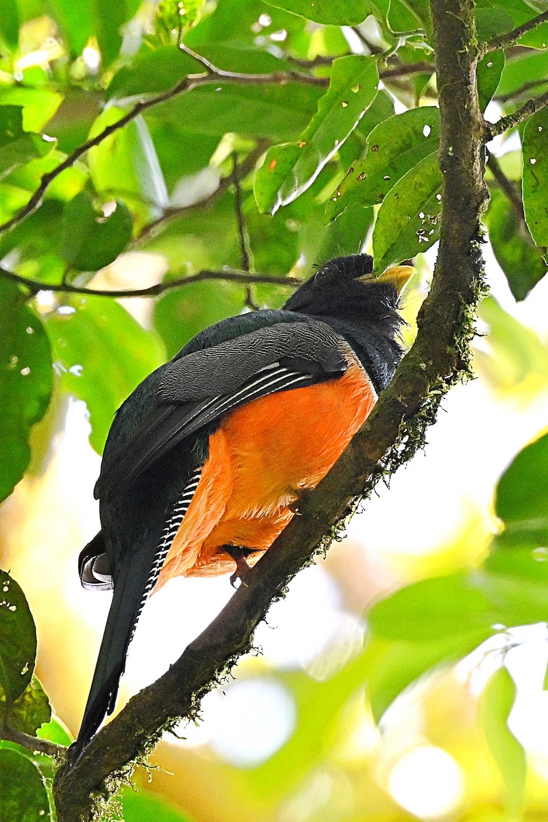Collared Trogon - André Lanouette