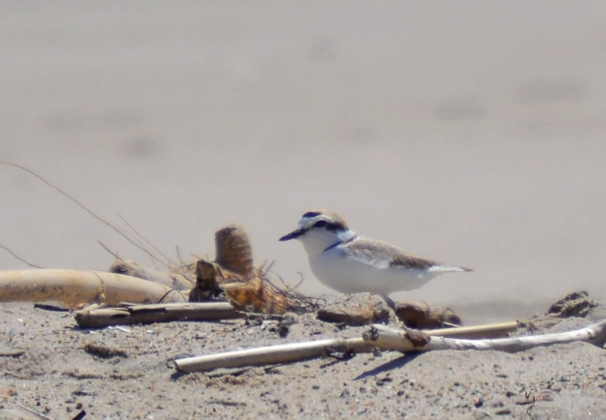 Snowy Plover - ML618127961