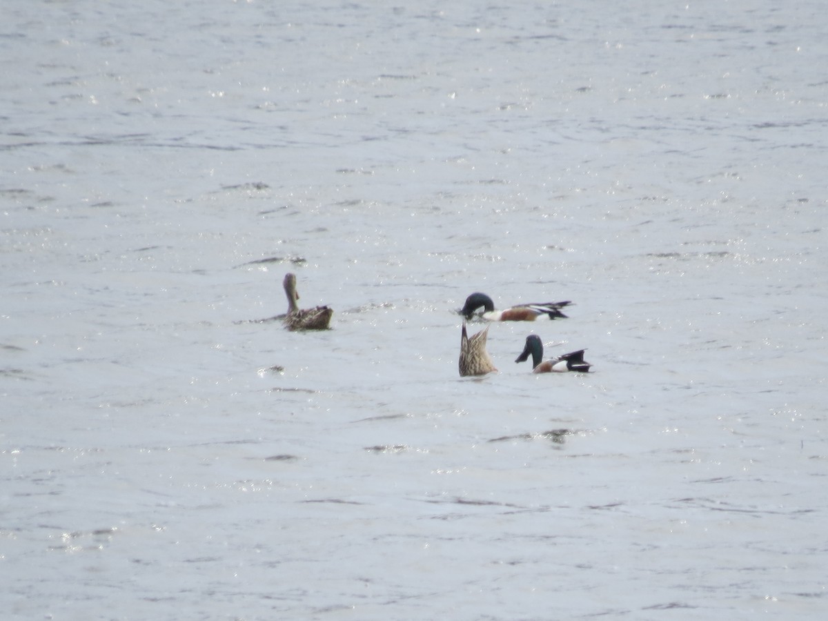 Northern Shoveler - Ethan Maynard