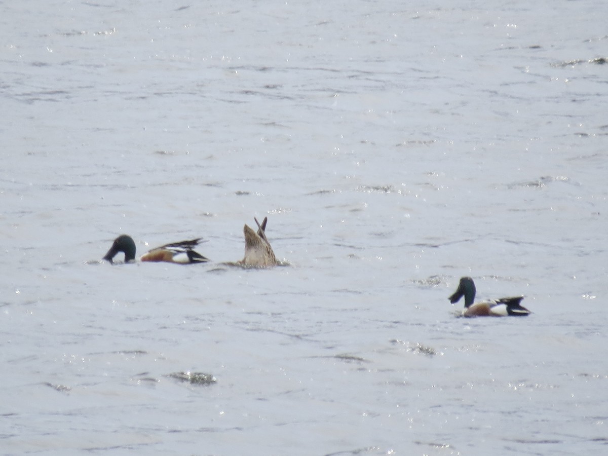 Northern Shoveler - Ethan Maynard