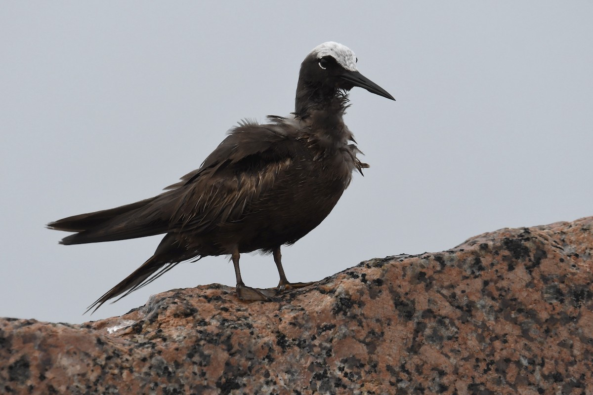 Black Noddy - ML618127980