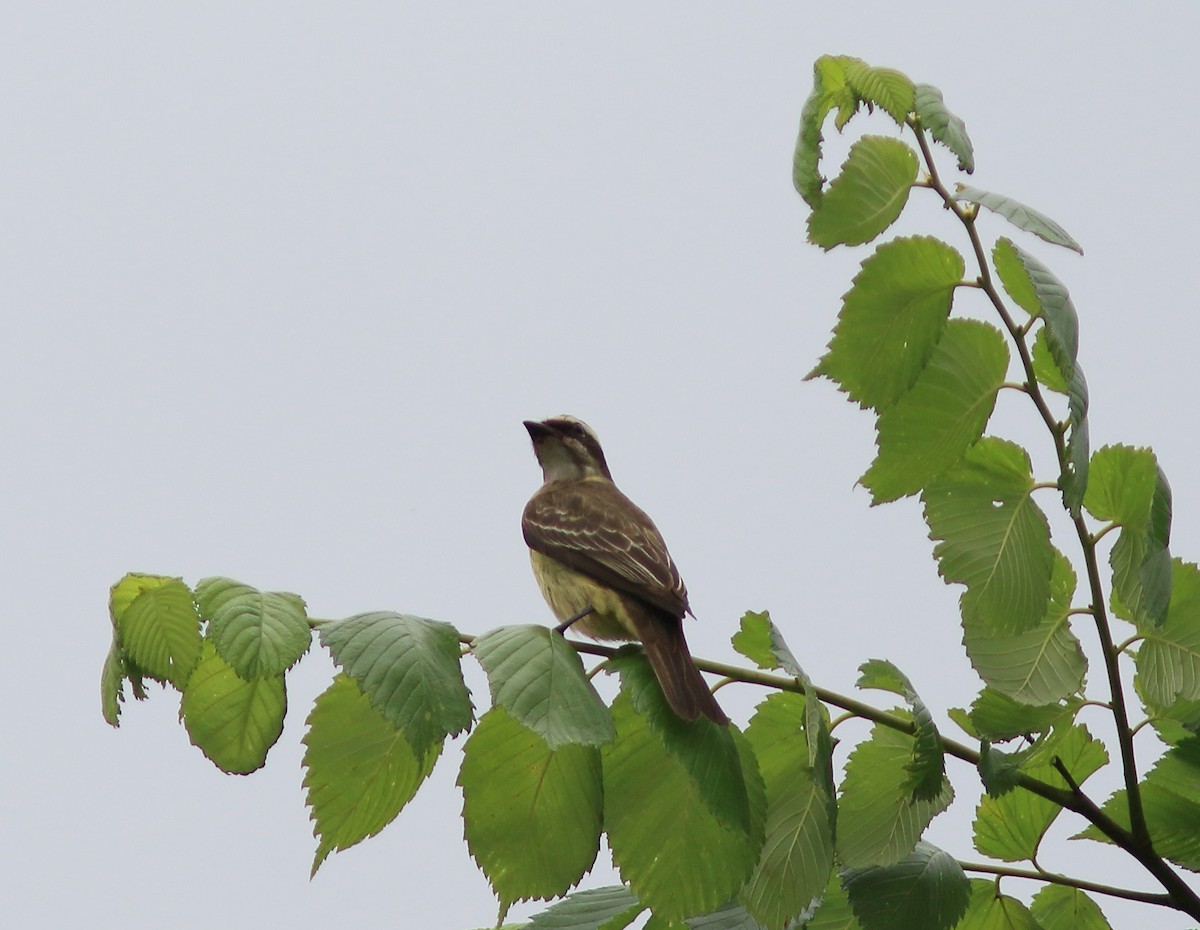 Piratic Flycatcher - ML618128001