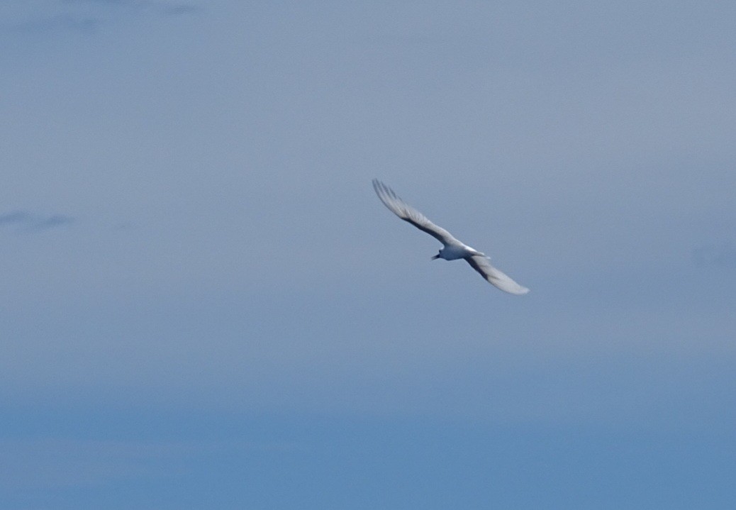 White Tern - Diego Ramírez