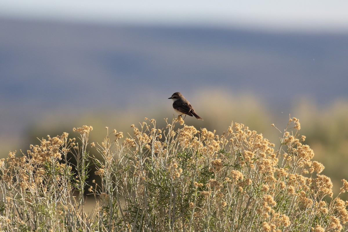 Vermilion Flycatcher - Sarah Webb