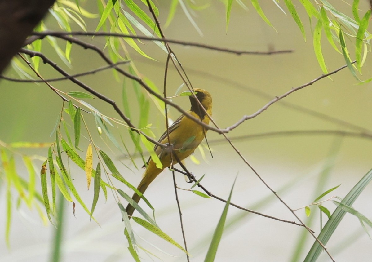 Orchard Oriole - Margareta Wieser