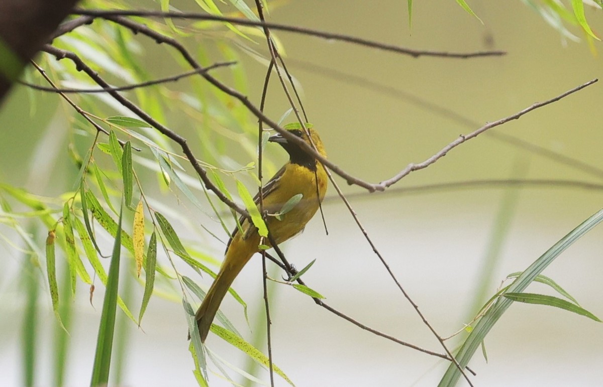 Orchard Oriole - Margareta Wieser