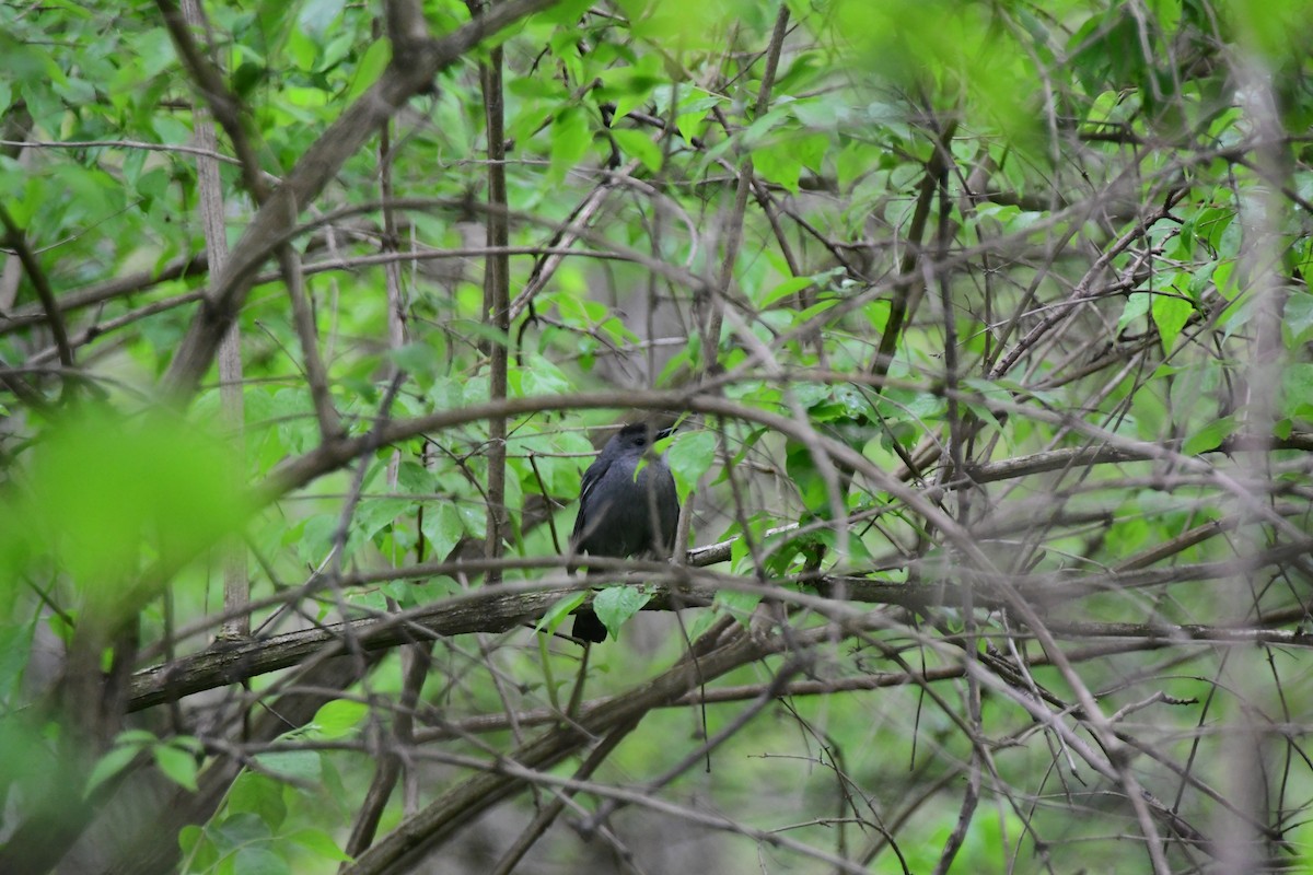 Gray Catbird - James Bozeman