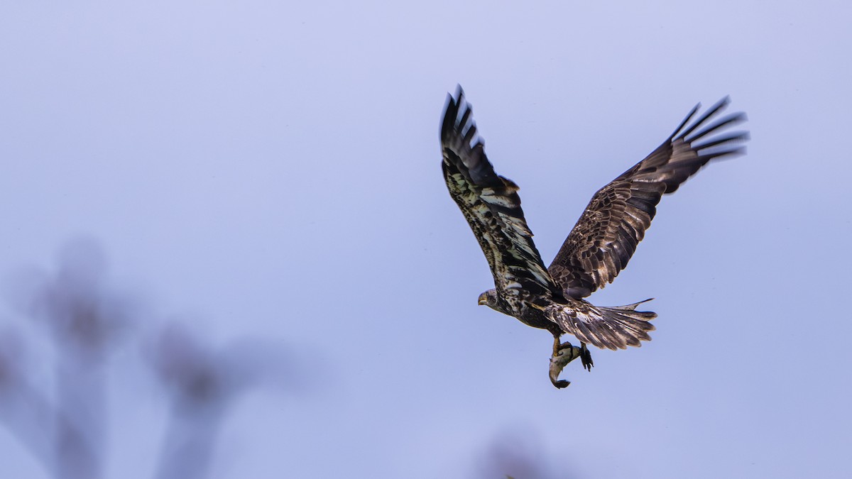 Bald Eagle - Paul Clifford