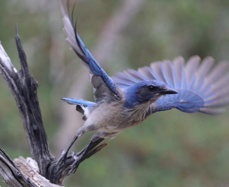 Woodhouse's Scrub-Jay - Kristie Tobin