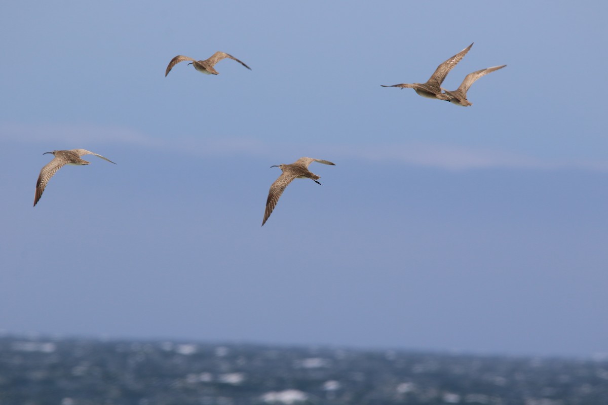 Whimbrel - Kevin Lester