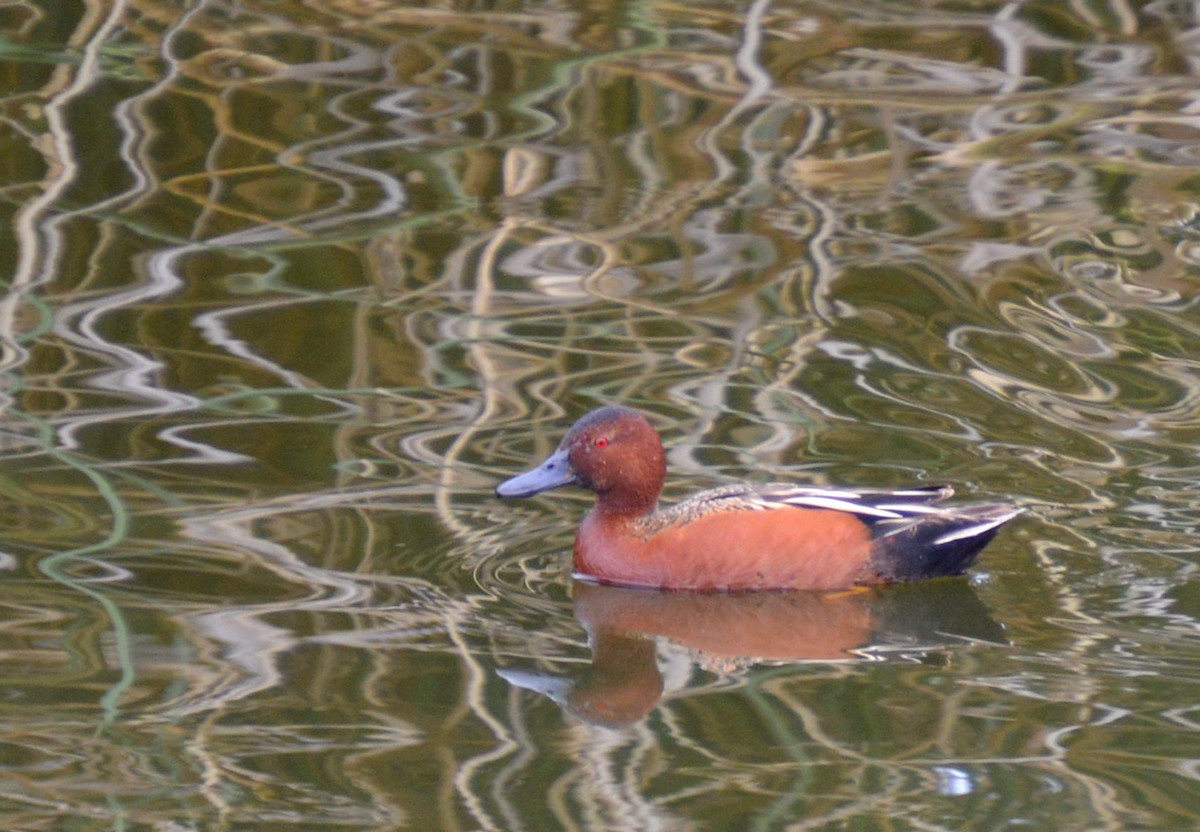 Cinnamon Teal - ML618128082