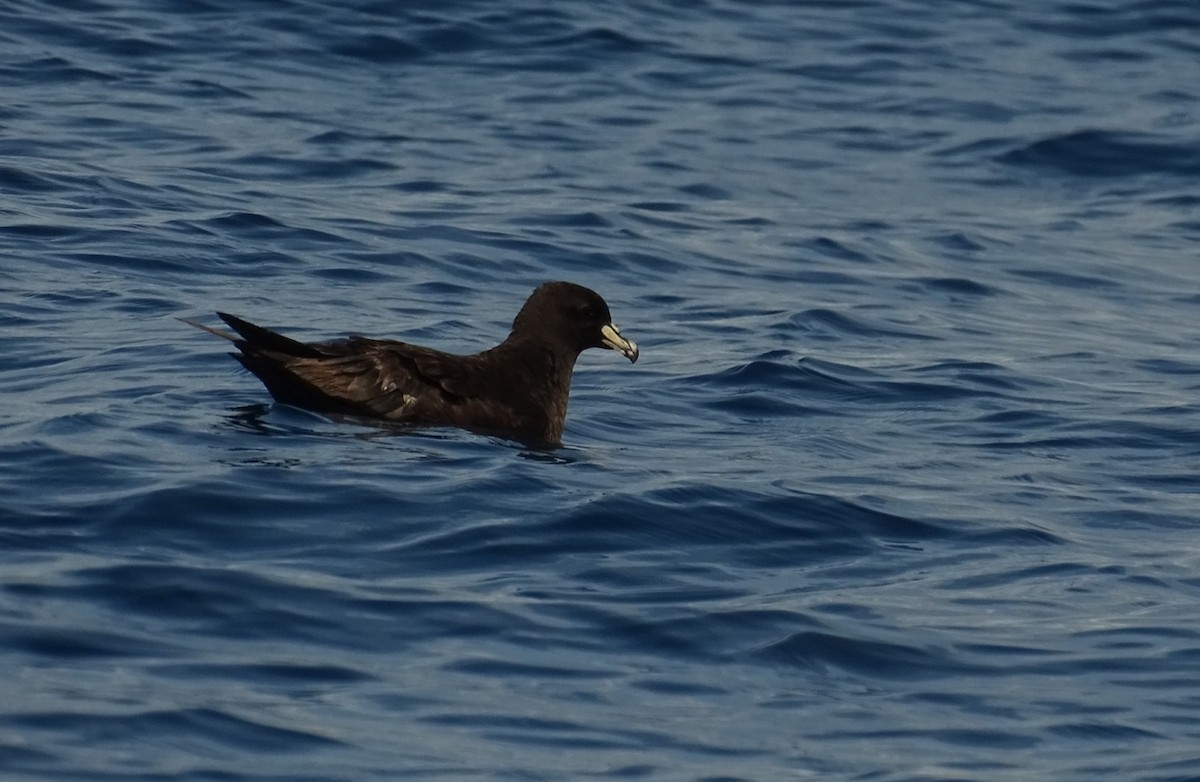 Parkinson's Petrel - Diego Ramírez