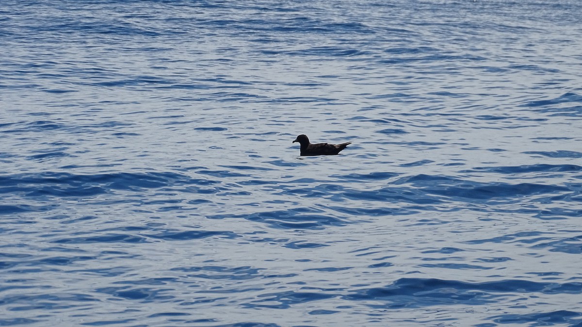 Parkinson's Petrel - Diego Ramírez