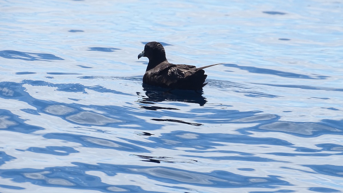 Parkinson's Petrel - Diego Ramírez