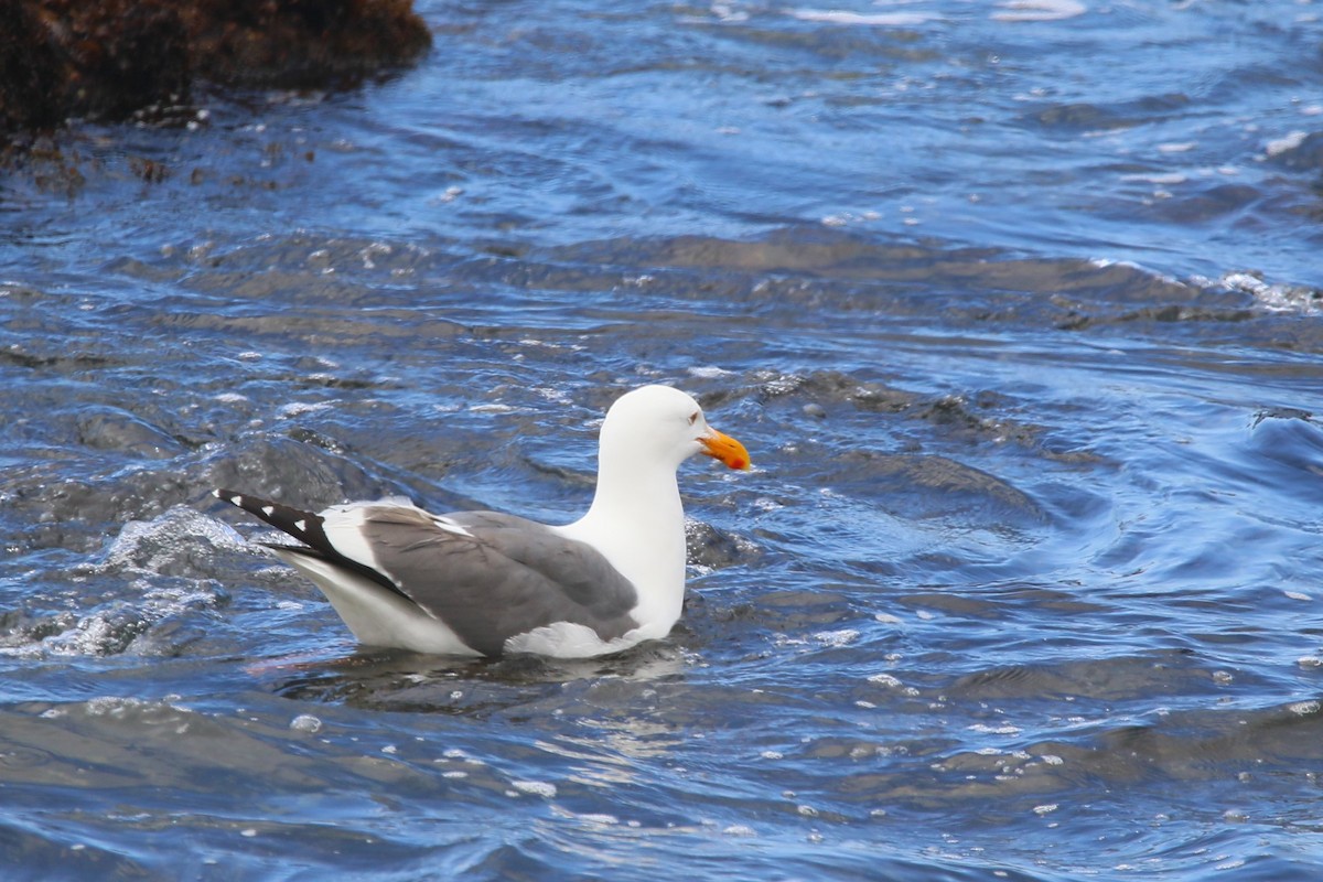 Western Gull - Kevin Lester