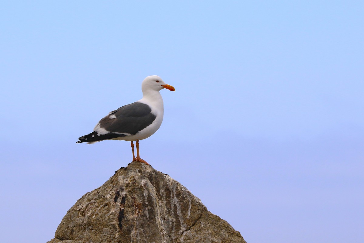 Western Gull - Kevin Lester