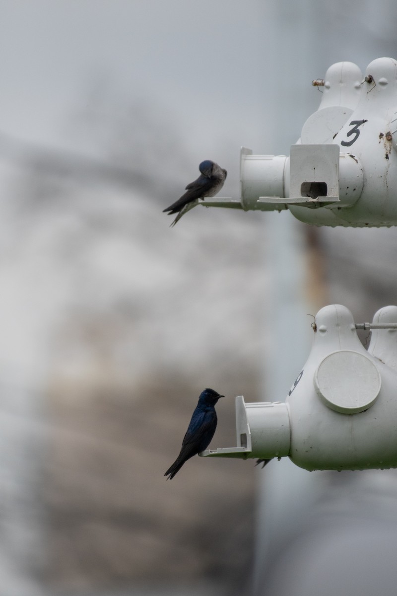 Purple Martin - Isaac Boardman