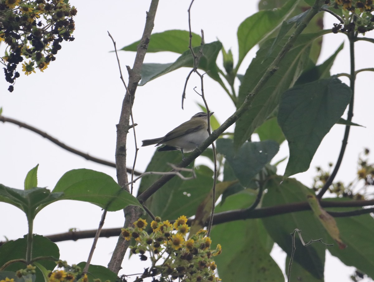 Red-eyed Vireo - Edmundo Cataño