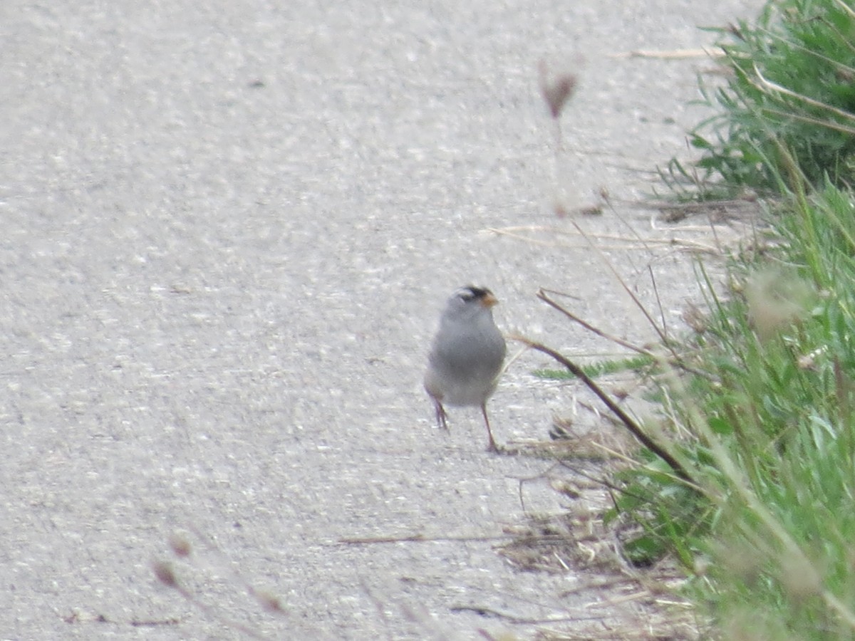 White-crowned Sparrow - Ethan Maynard