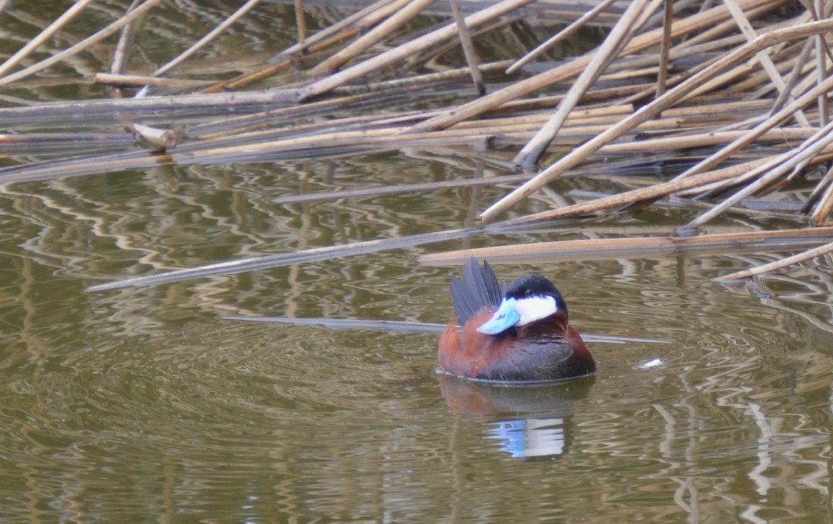 Ruddy Duck - ML618128130