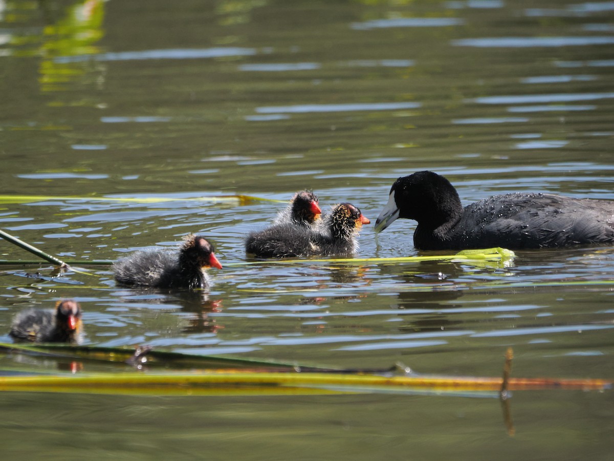 American Coot - Annette Teng