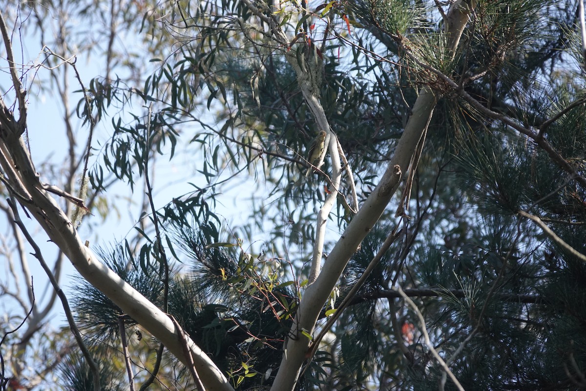 Western Flycatcher (Pacific-slope) - ML618128145