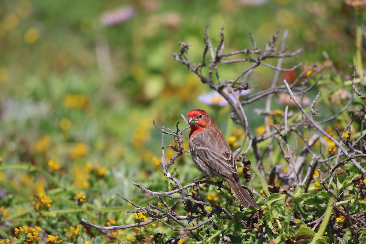 House Finch - Kevin Lester