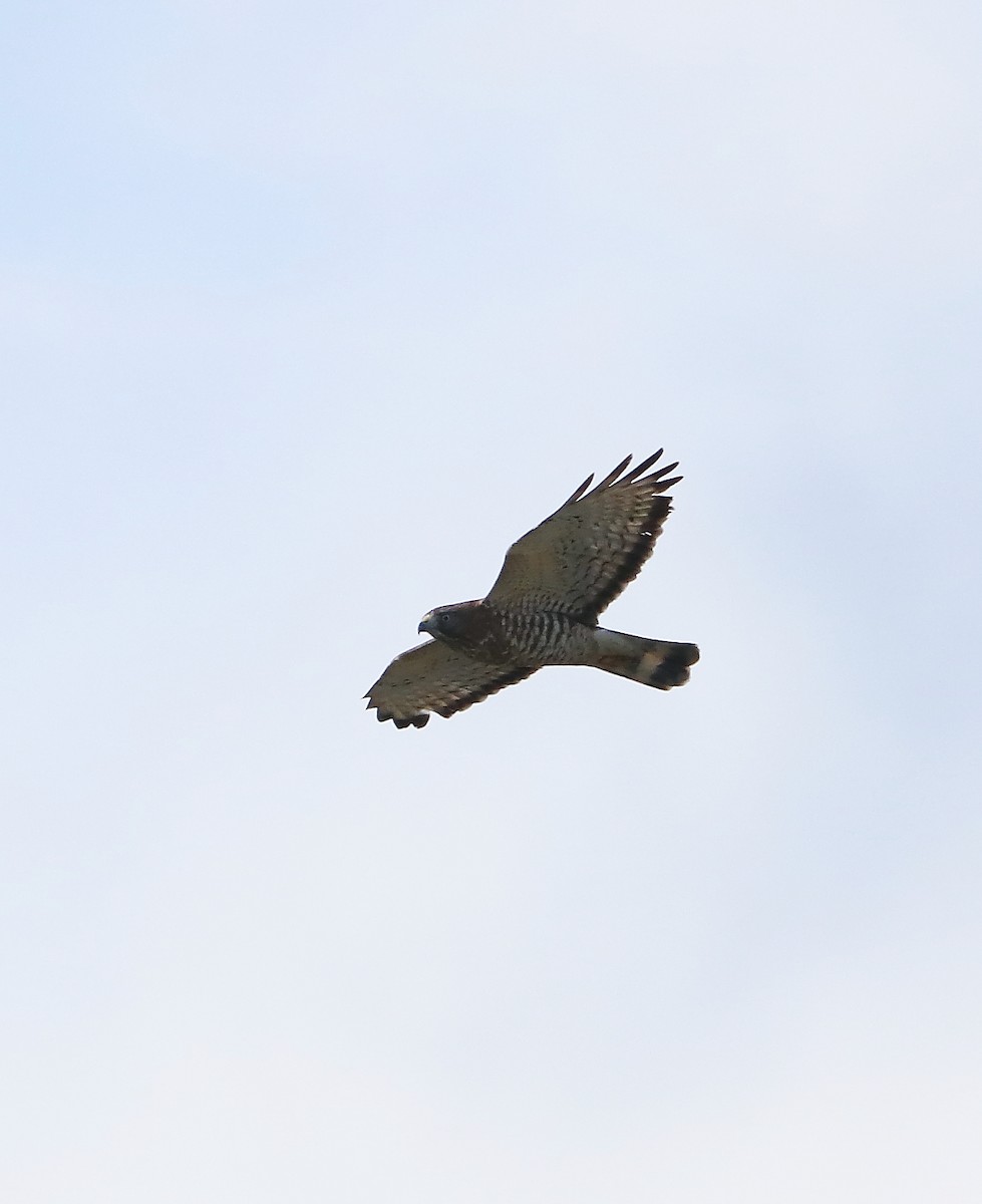 Broad-winged Hawk - Jennifer Ambrose