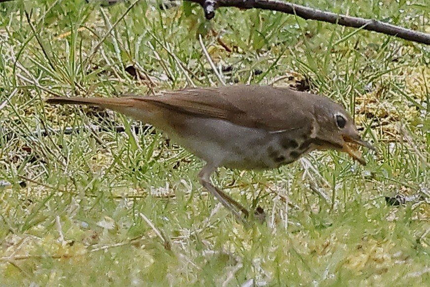 Hermit Thrush - David Forinash