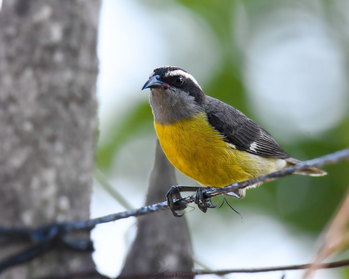 Bananaquit - Nery Monroy