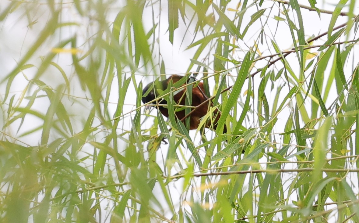 Orchard Oriole - Margareta Wieser