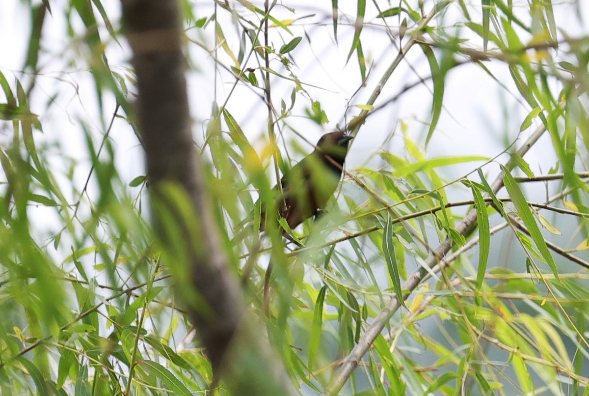 Orchard Oriole - Margareta Wieser