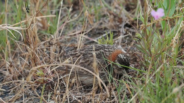 Chestnut-collared Longspur - ML618128208