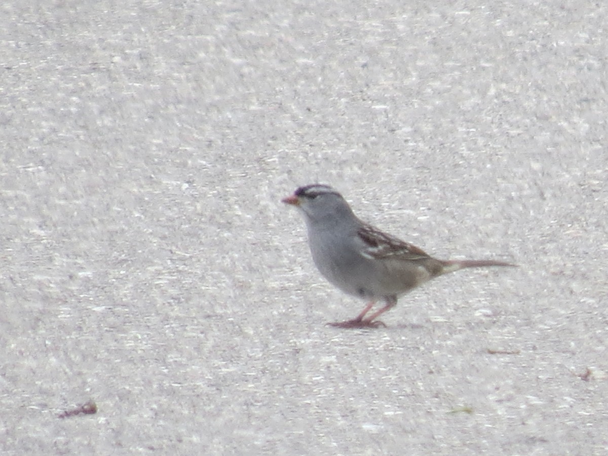 White-crowned Sparrow - Ethan Maynard