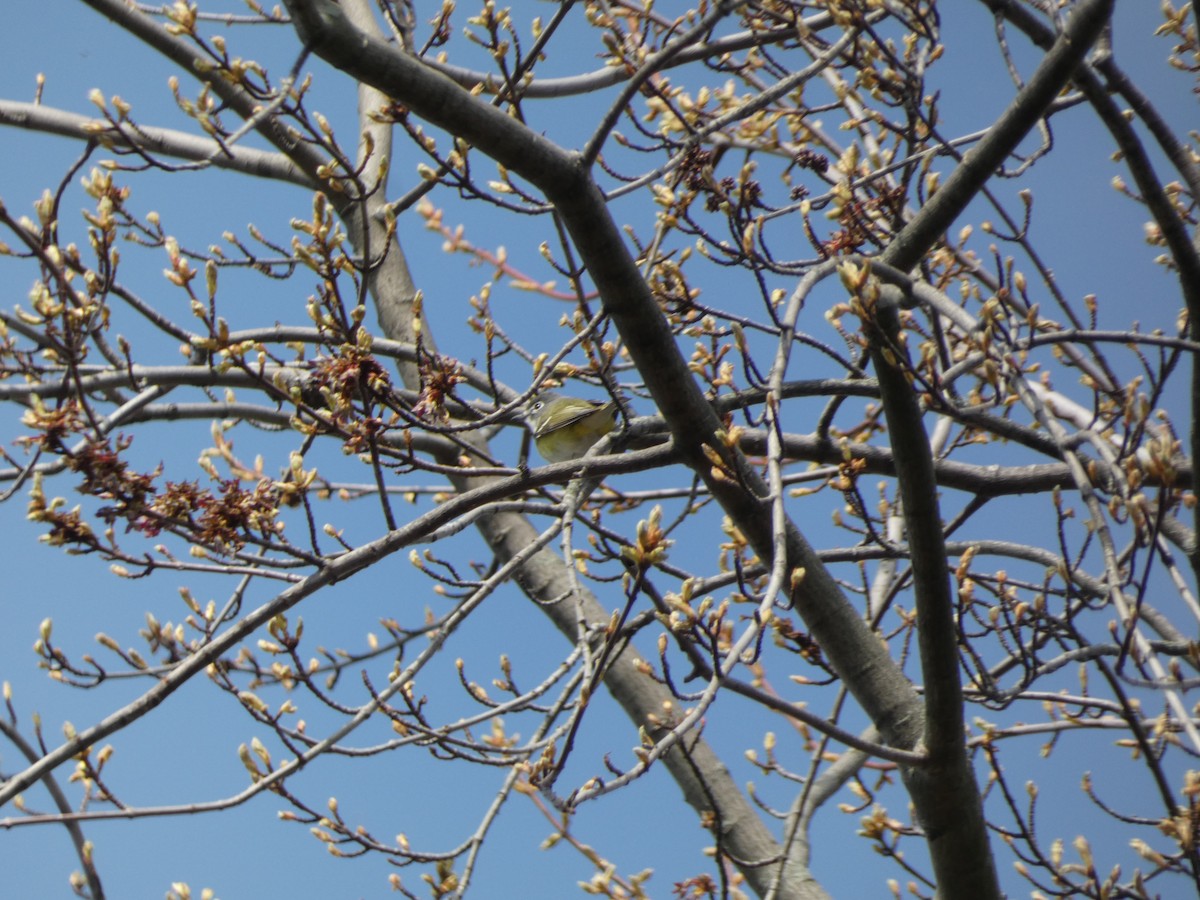 Blue-headed Vireo - Jeremy Logan