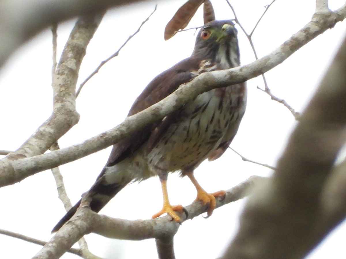 Double-toothed Kite - Mary Leigh