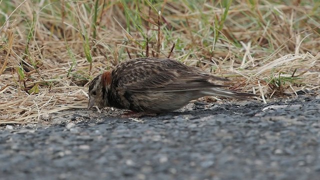 アカエリツメナガホオジロ - ML618128229