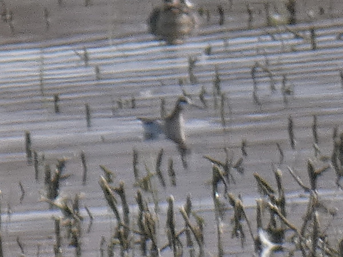 Wilson's Phalarope - ML618128235