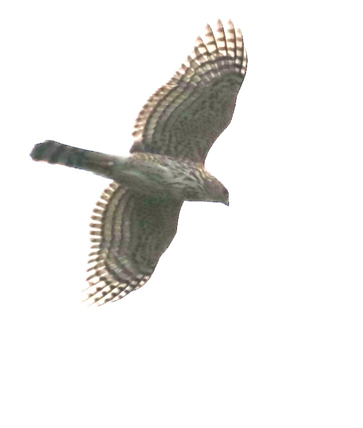 Cooper's Hawk - ML618128256