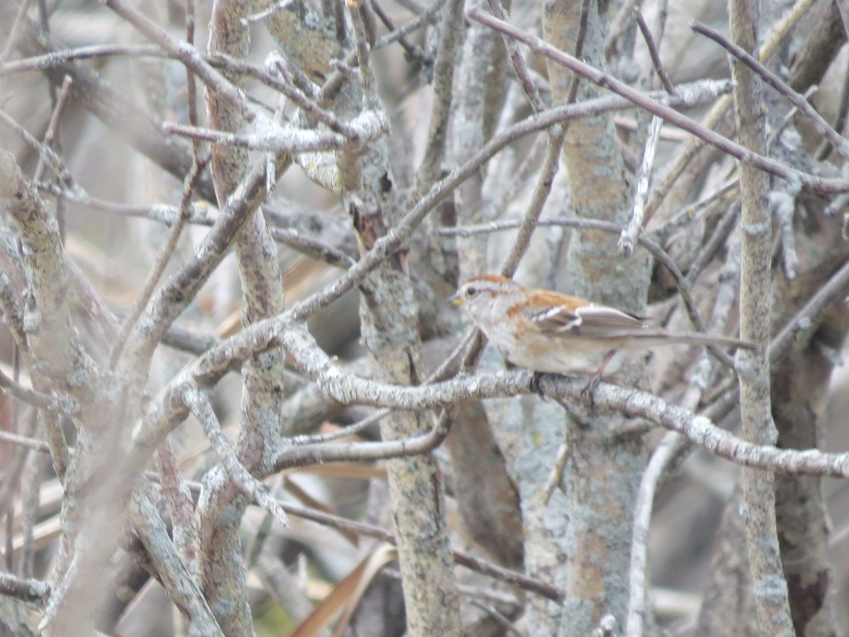 American Tree Sparrow - Ethan Maynard