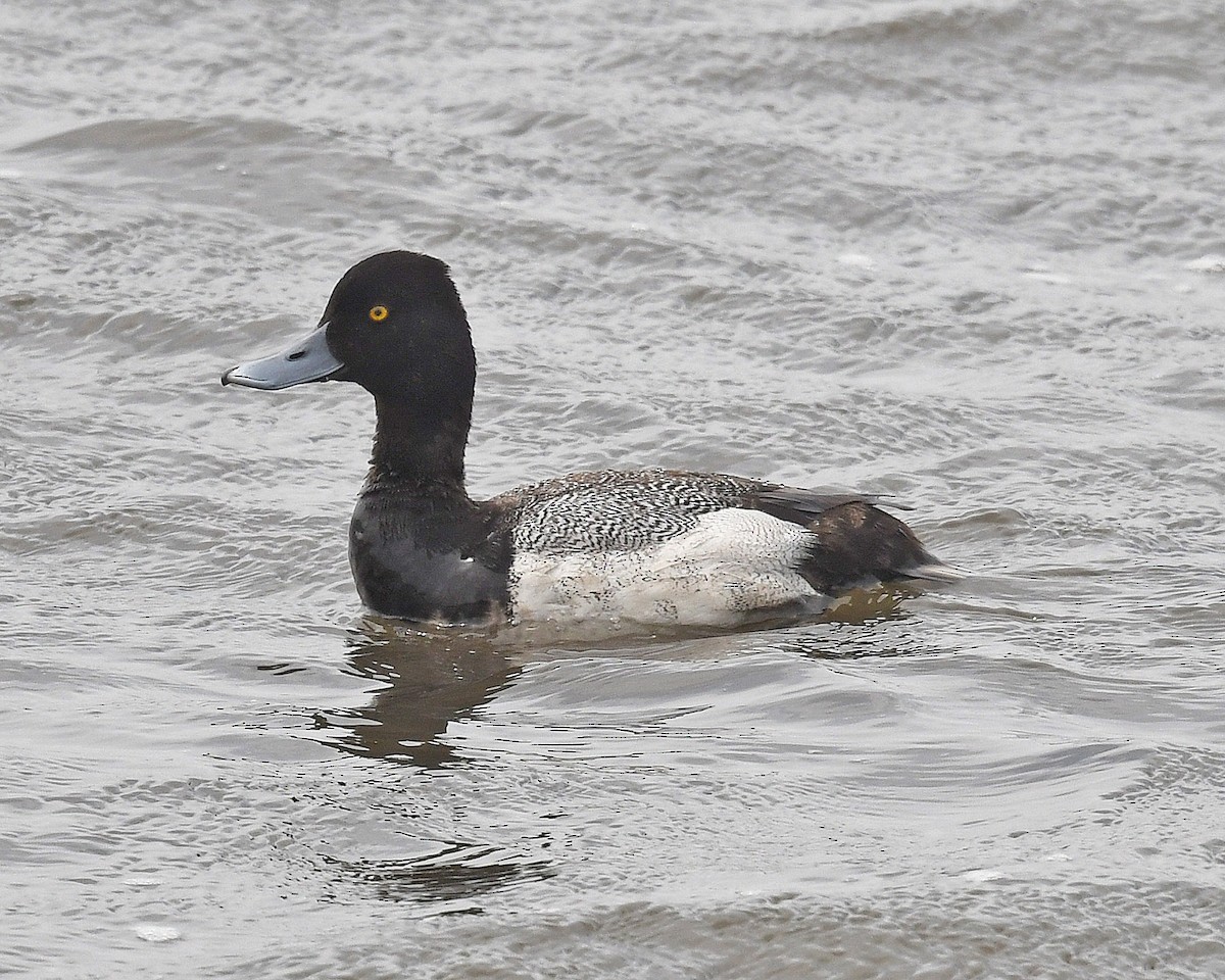 Lesser Scaup - Michael Topp